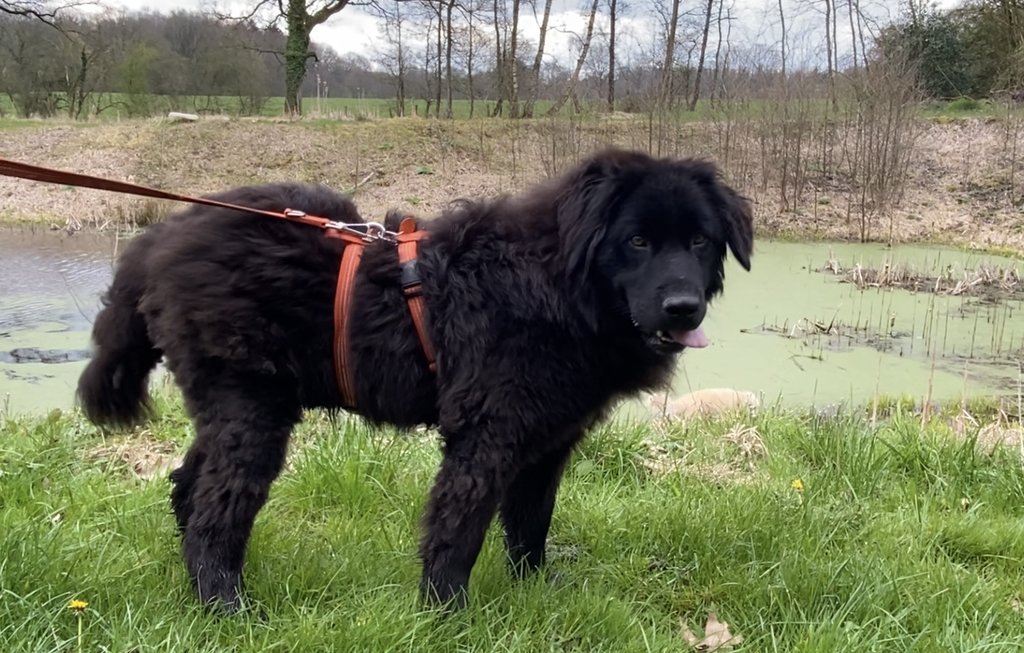 das Portal für bunte Notfälle Mowgli